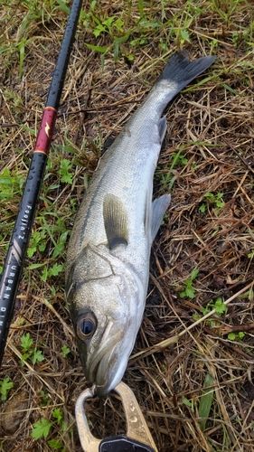 釣果
