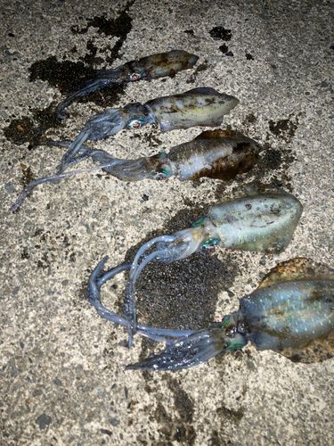 アオリイカの釣果