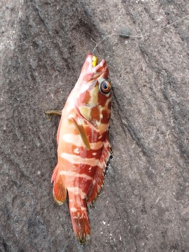 アカハタの釣果