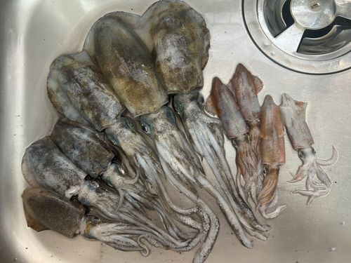 アオリイカの釣果