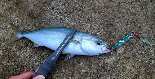 日本海
