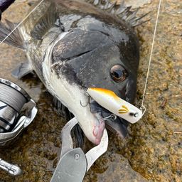 チヌ