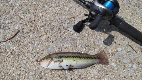 ベラの釣果