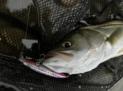 フッコ（マルスズキ）の釣果