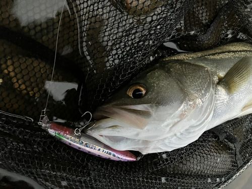 フッコ（マルスズキ）の釣果