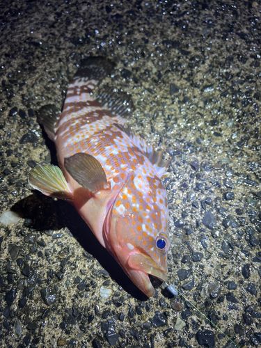 アコウの釣果