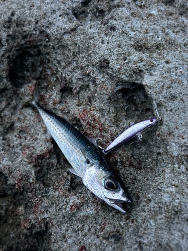 マサバの釣果