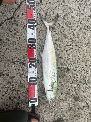 釣果