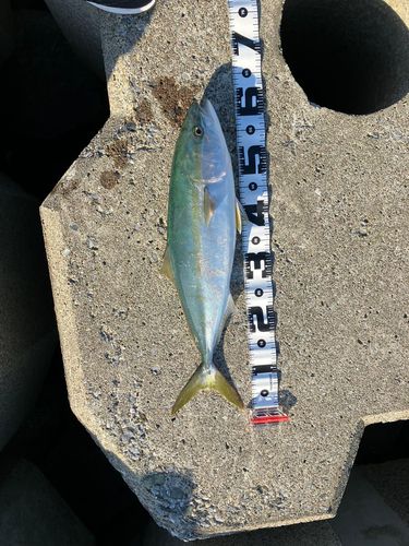 サワラの釣果