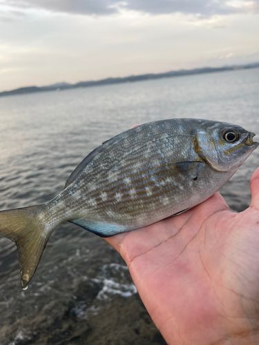 イスズミの釣果