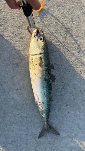 サバの釣果