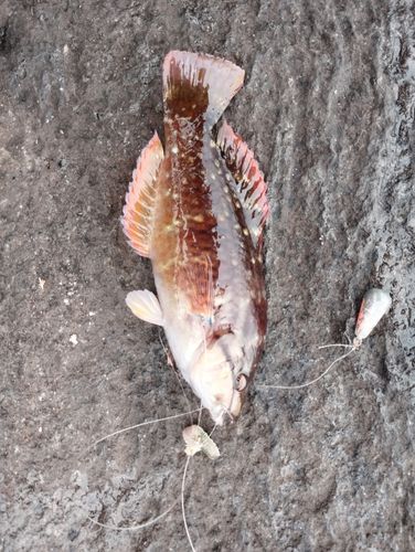 小田原サーフ