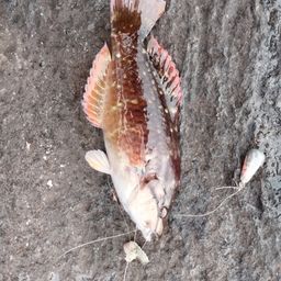 ホシササノハベラ