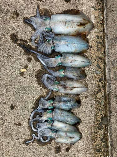 アオリイカの釣果