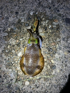 アオリイカの釣果