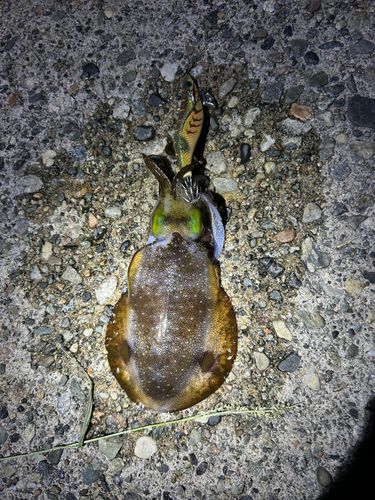 アオリイカの釣果