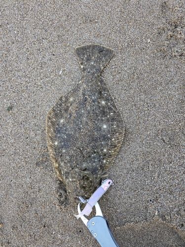 ソゲの釣果