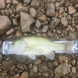 ラージマウスバス