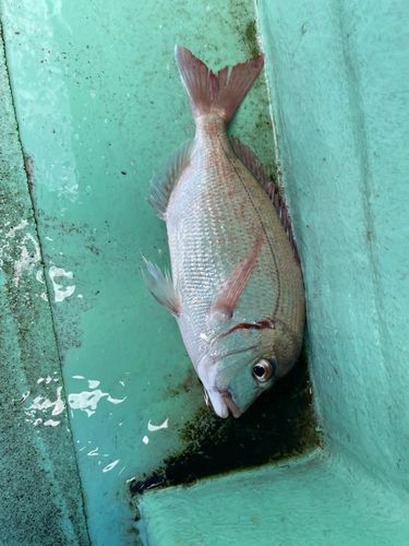 タイの釣果