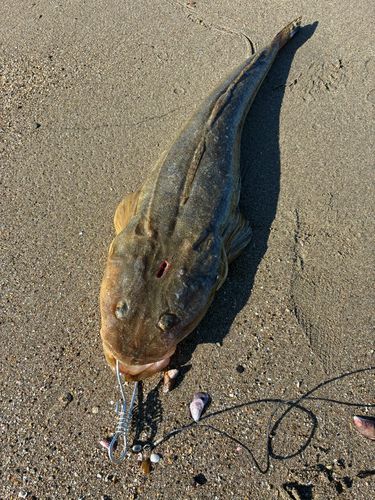 マゴチの釣果
