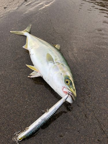 ワカシの釣果