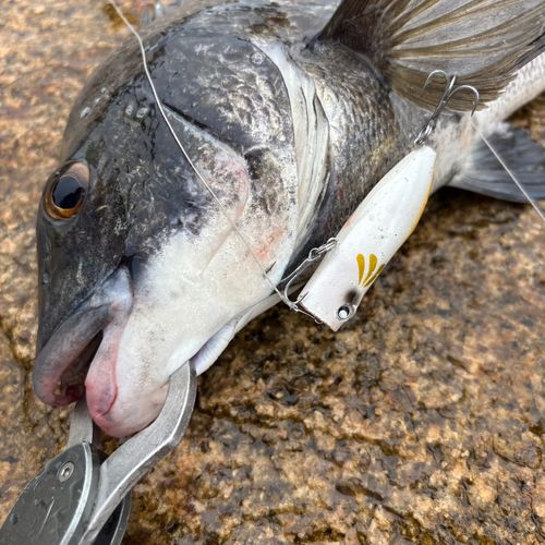 チヌの釣果