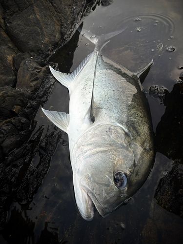 GTの釣果