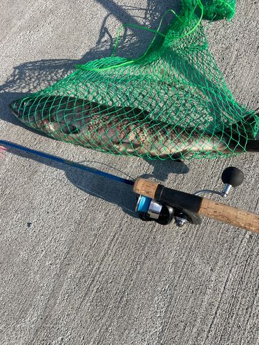 アキアジの釣果