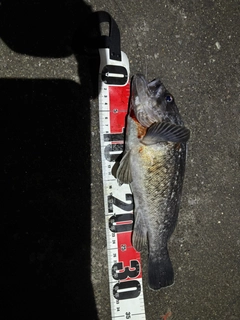 ソイの釣果