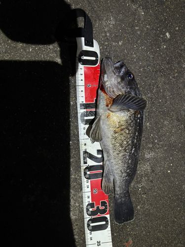 ソイの釣果