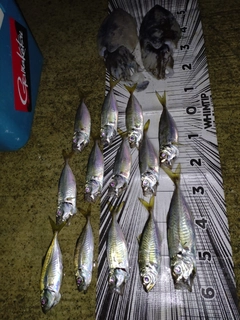 アジの釣果