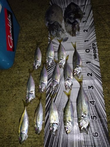 アジの釣果