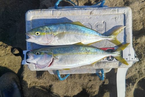 フクラギの釣果