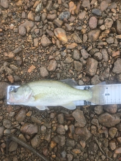 ラージマウスバスの釣果