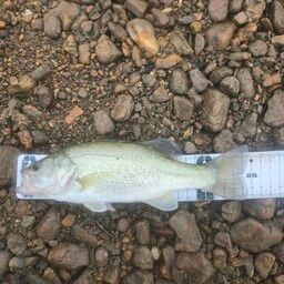 ラージマウスバス