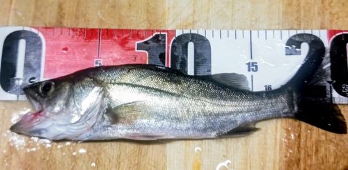 セイゴ（マルスズキ）の釣果