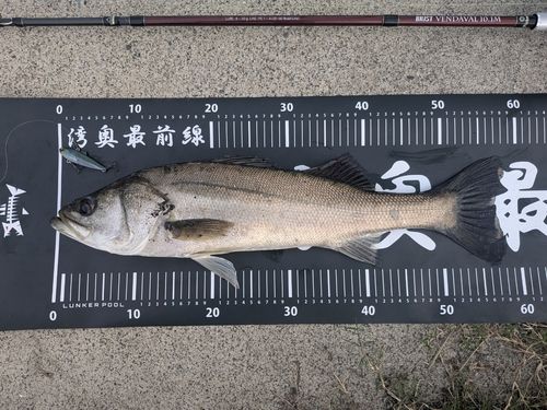 シーバスの釣果