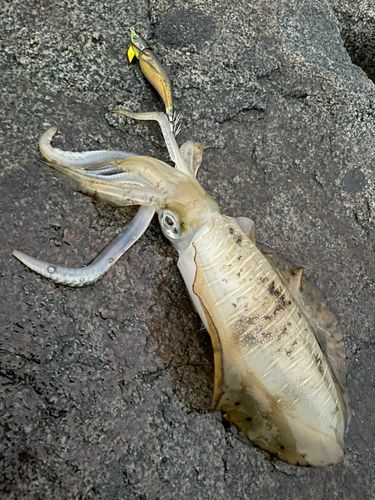 アオリイカの釣果