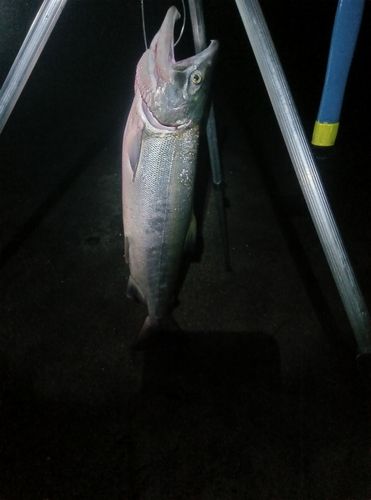 アキアジの釣果