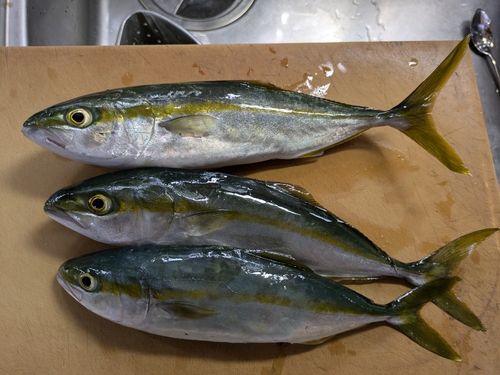 ツバイソの釣果