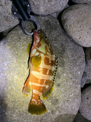 アカハタの釣果