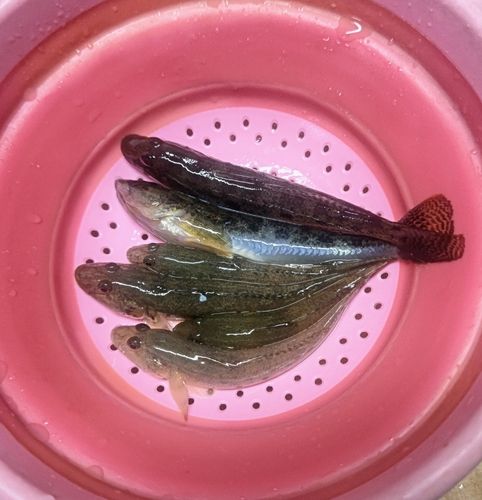 衣浦湾