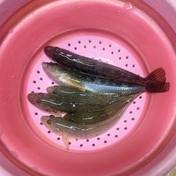 ハゼ