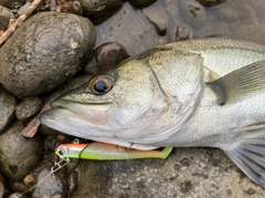 フッコ（マルスズキ）の釣果