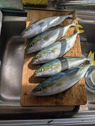ワカシの釣果