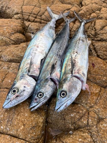 サゴシの釣果