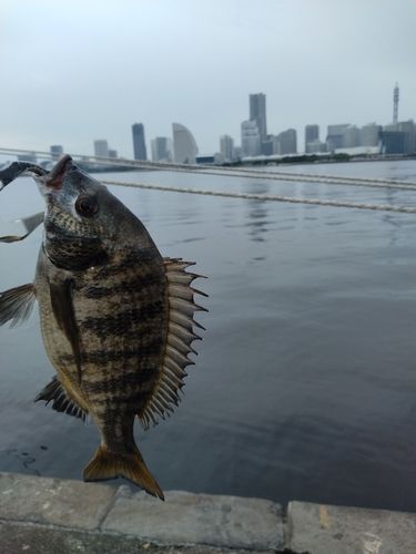 チンチンの釣果