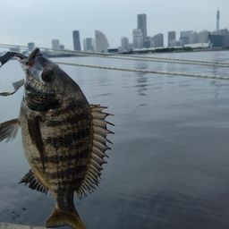 チンチン