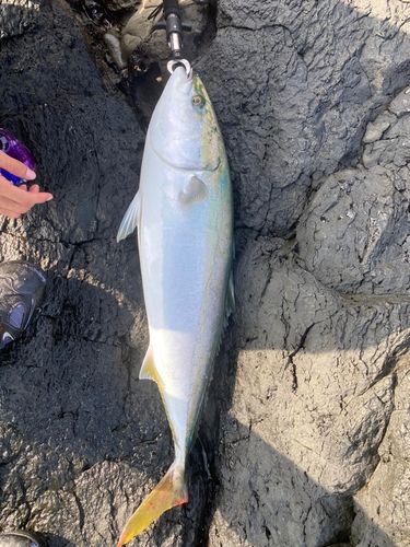 ブリの釣果