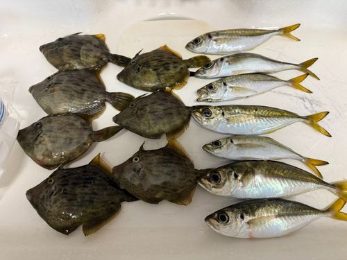 カワハギの釣果